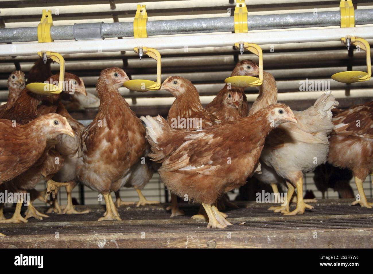 Pullets Piling Brown laying pullets in their coop with free range Stock Photo - Alamy