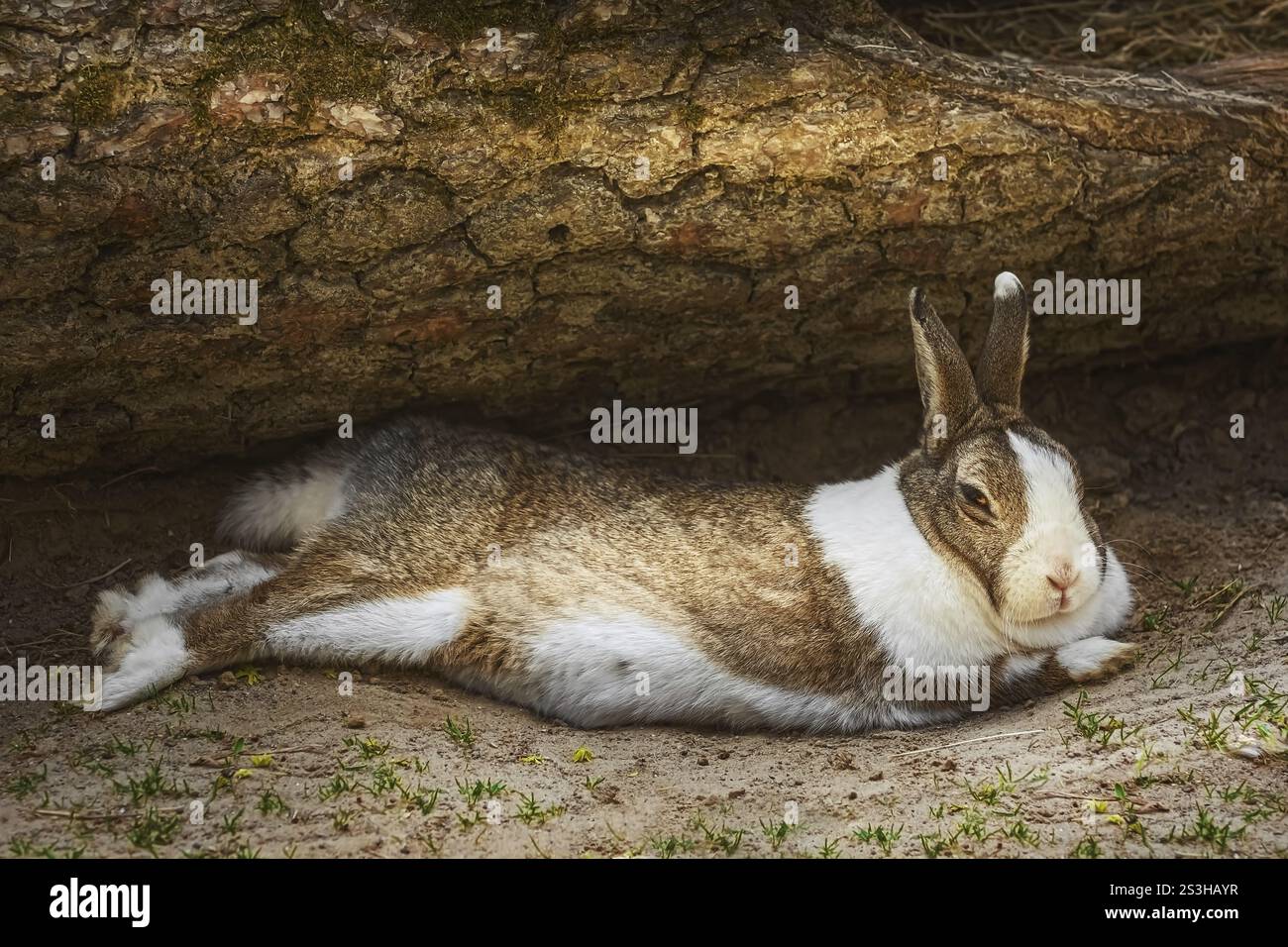Tree Under Rabit Rabbit under trees hi-res stock photography and images - Alamy