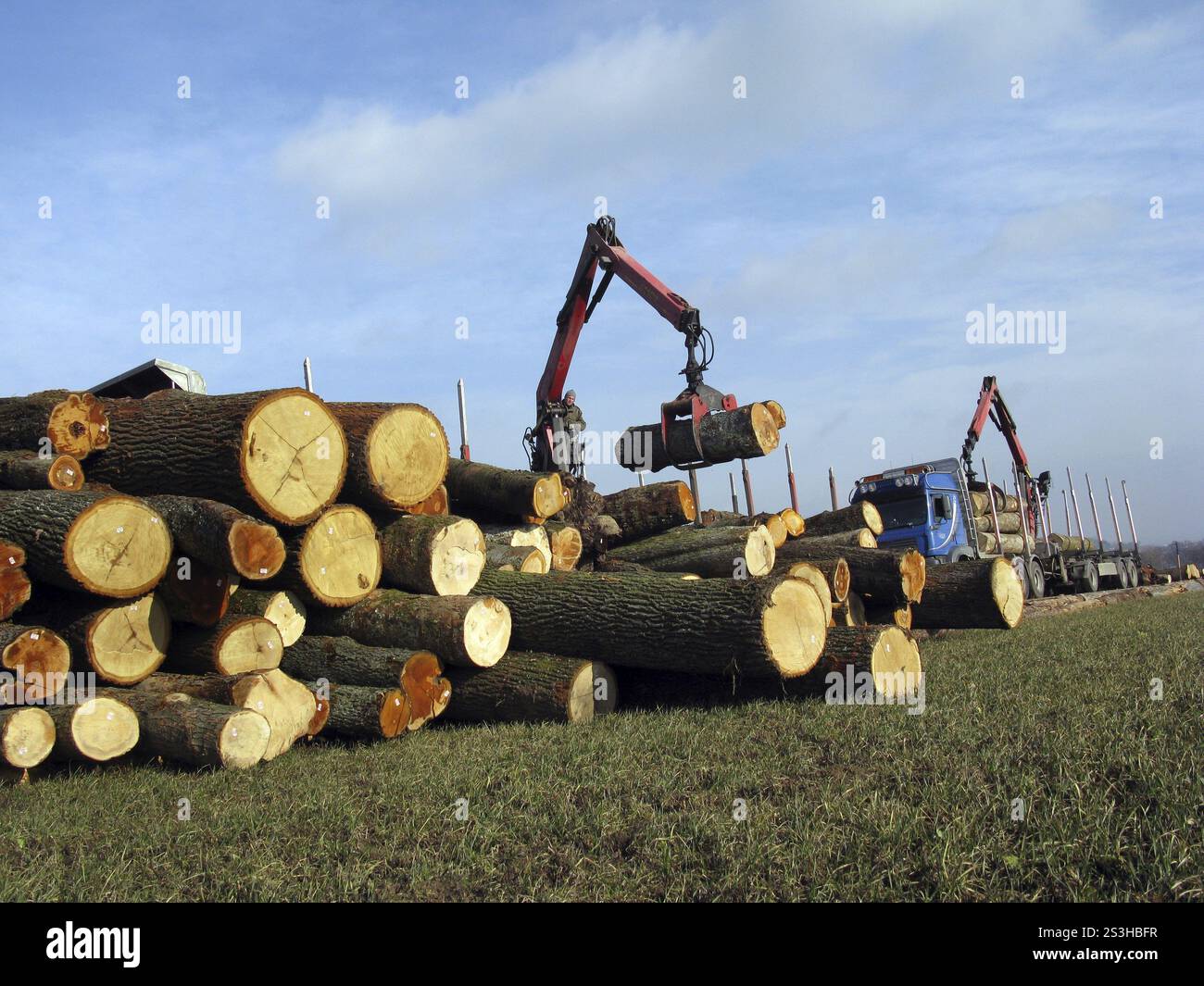 Worker load logs crane hi-res stock photography and images - Alamy