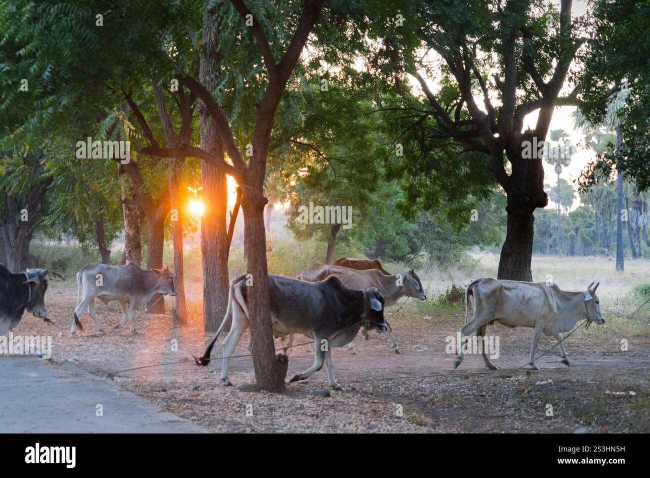 Cattle Walking Through a Forest Path at Sunrise in Rural Myanmar Stock Photo