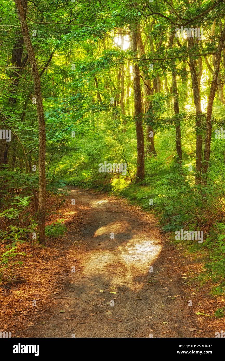 Outdoor, path and countryside trees for sustainability, ecology growth ...