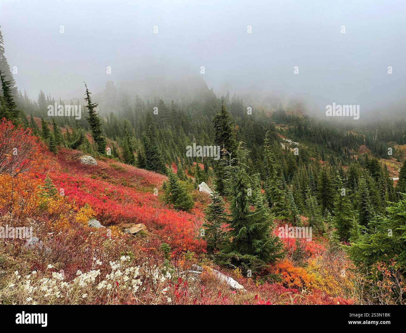 Skyline Trail View, Mount Rainier National Park, WA, USA - Smartphone Captured Stock Image
