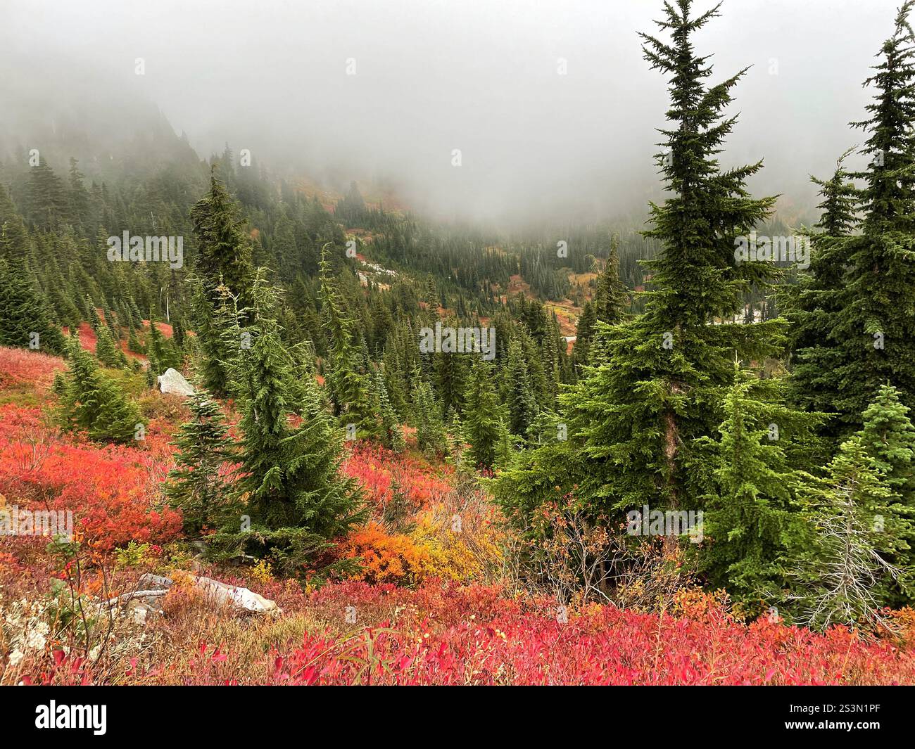 Skyline Trail View, Mount Rainier National Park, WA, USA - Smartphone Captured Stock Image