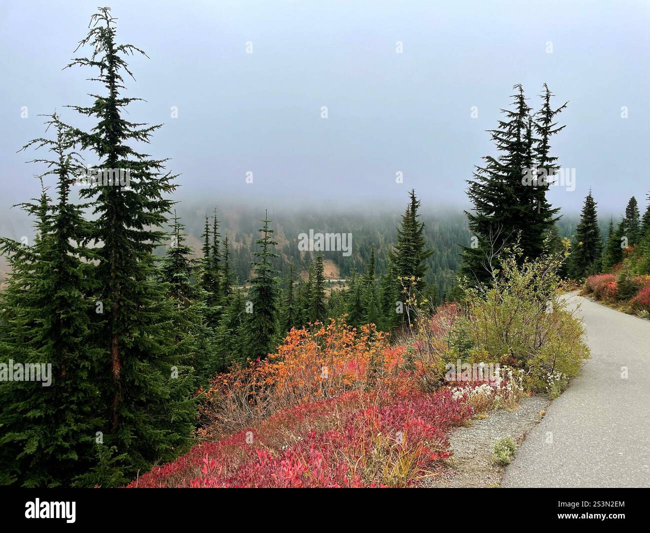 Skyline Trail View, Mount Rainier National Park, WA, USA - Smartphone Captured Stock Image