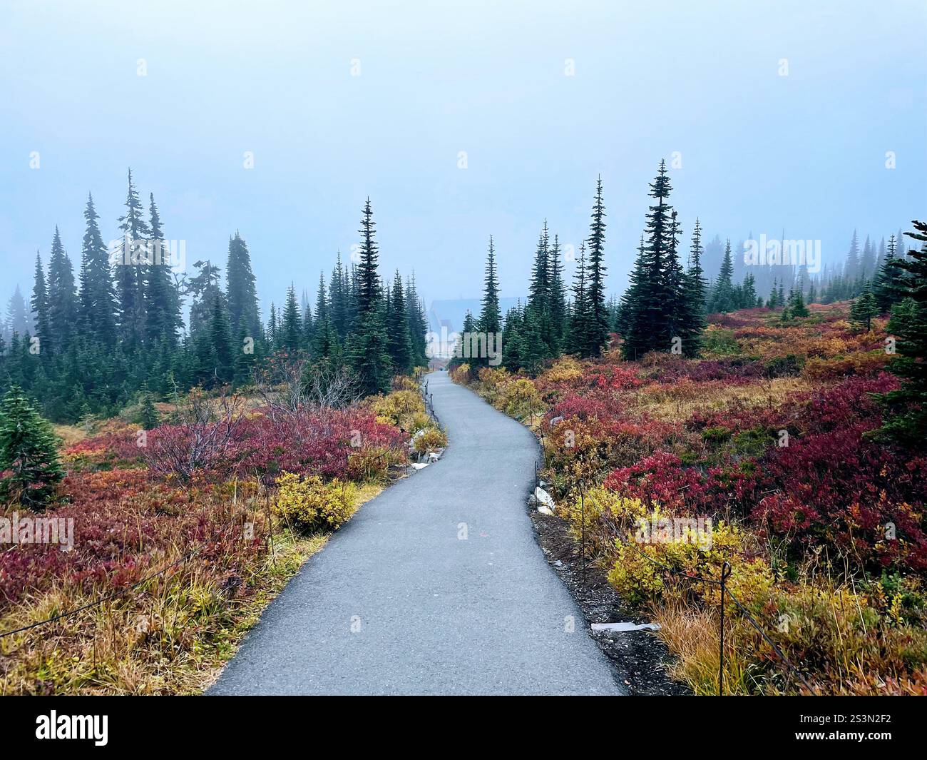 Paradise, Mount Rainier National Park, WA, USA - Smartphone Captured Stock Image