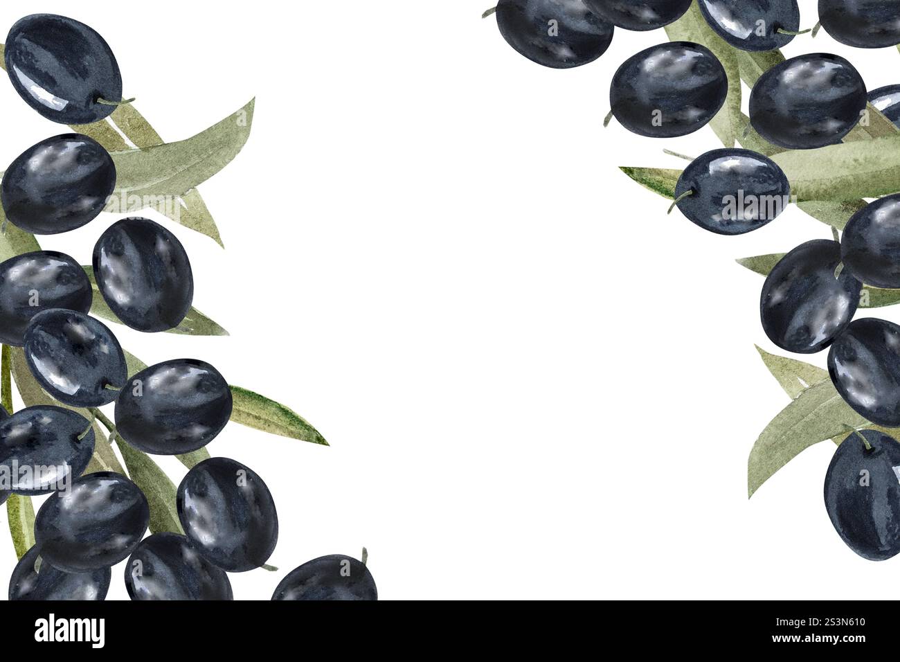Olive branch with green and black olive berries watercolor illustration ...