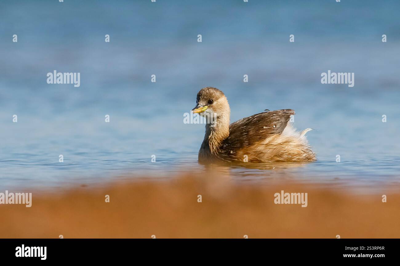 Little Grebe (Tachybaptus ruficollis) is lives in suitable wetlands in ...