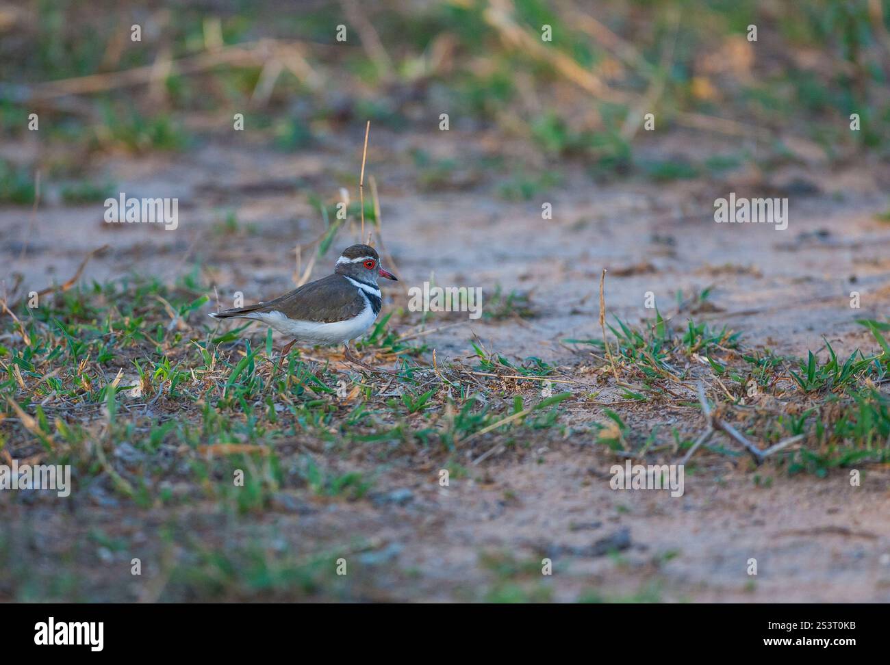 Three-banded Plover (Charadrius tricollaris) is a species seen in South ...