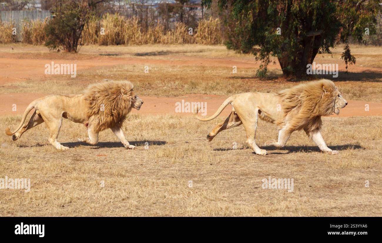 Lions manes hi-res stock photography and images - Alamy