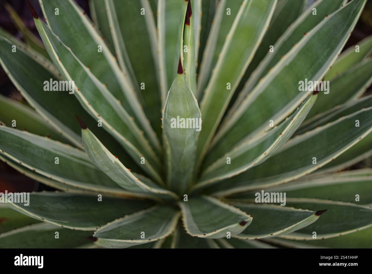Thorn agave close up hi-res stock photography and images - Alamy
