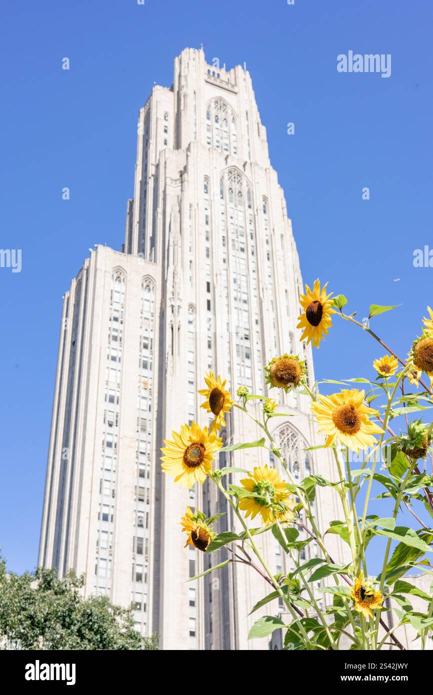 Sunflowers blooming in front of the Cathedral of Learning, Pittsburgh. Stock Photo