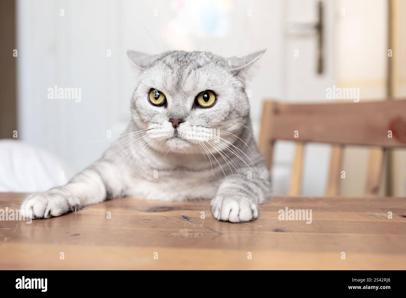 Cat Table Sitting Grumpy Look Stock Photo - Alamy