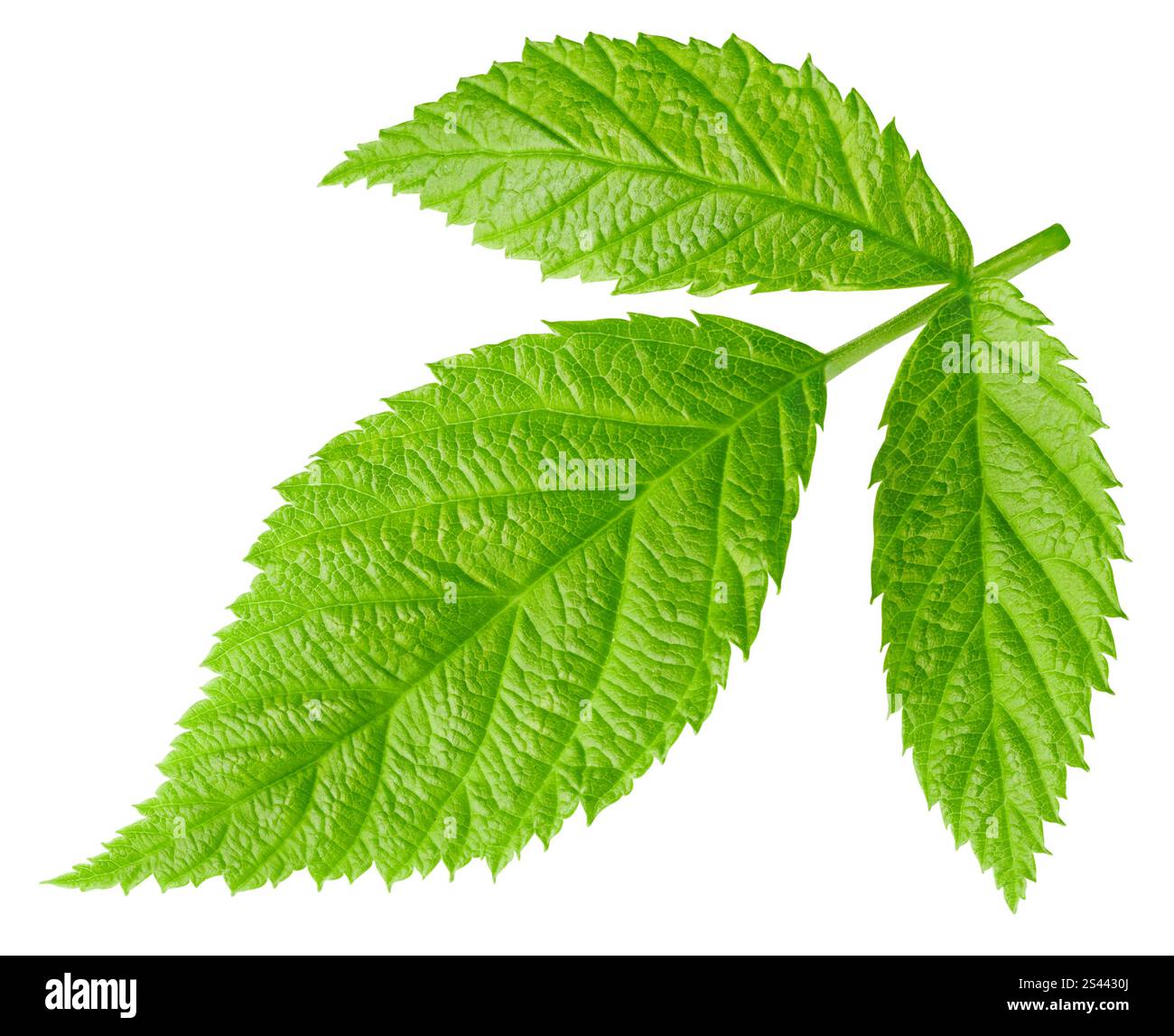 Raspberry Leafd Raspberry leaf isolated on white. Raspberry leaf Clipping Path ...