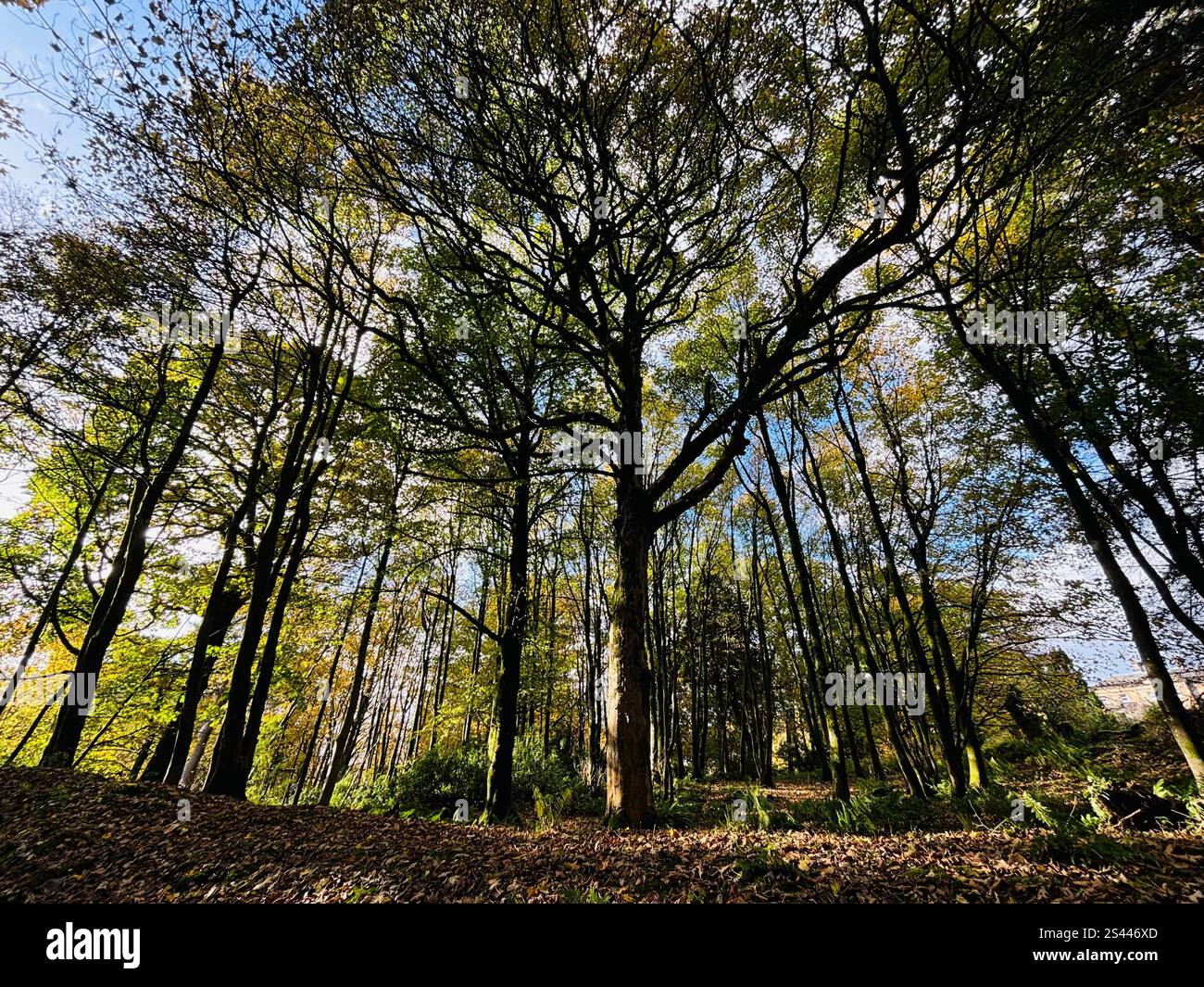 Sunlight filters through the leaves in a vibrant autumn forest in Lendrick Muir, Kinross, Scotland. - Smartphone Captured Stock Image