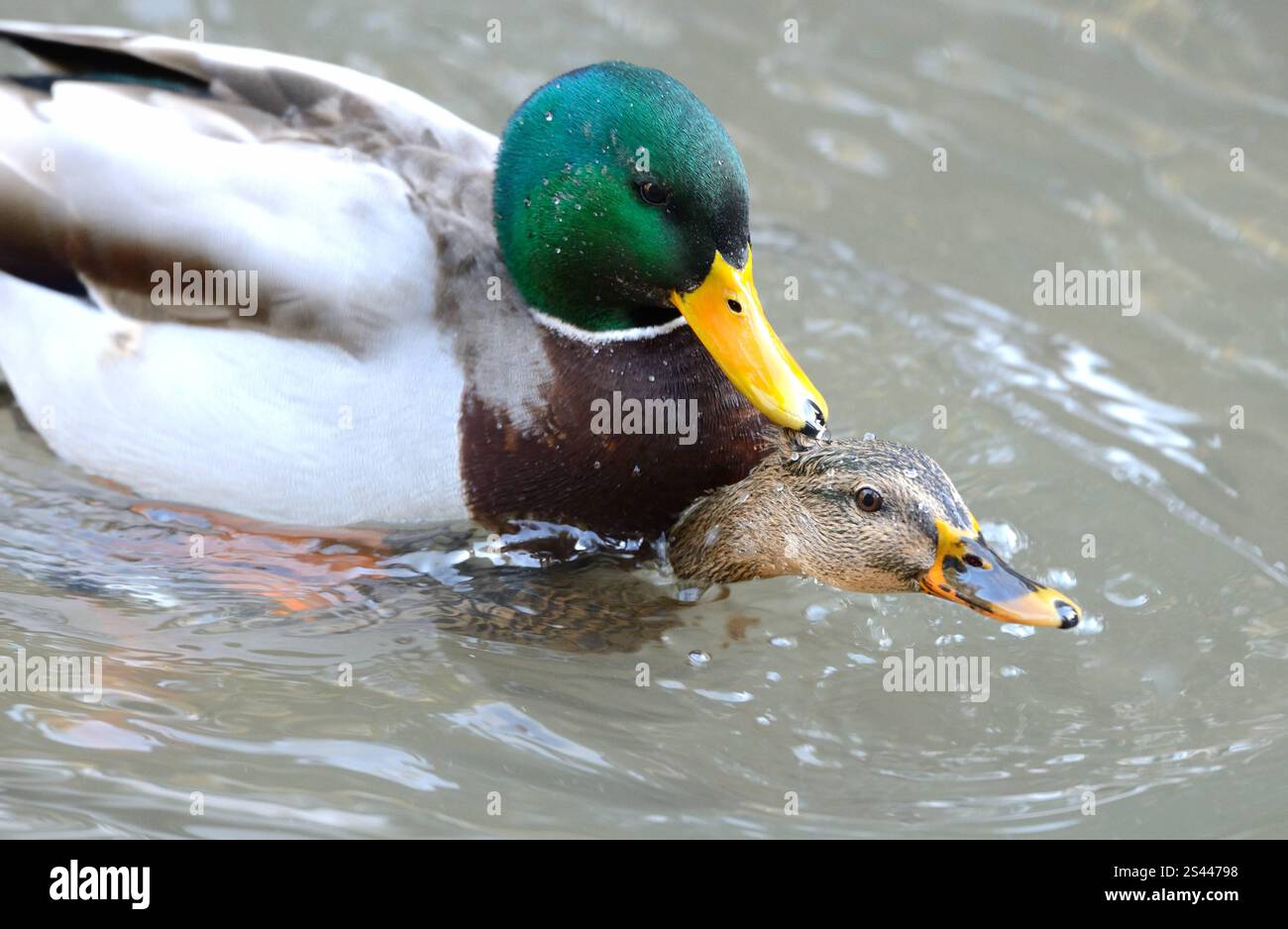 2x Realistische Stockenten Entenköder Schwimmende Drake Entenfigur