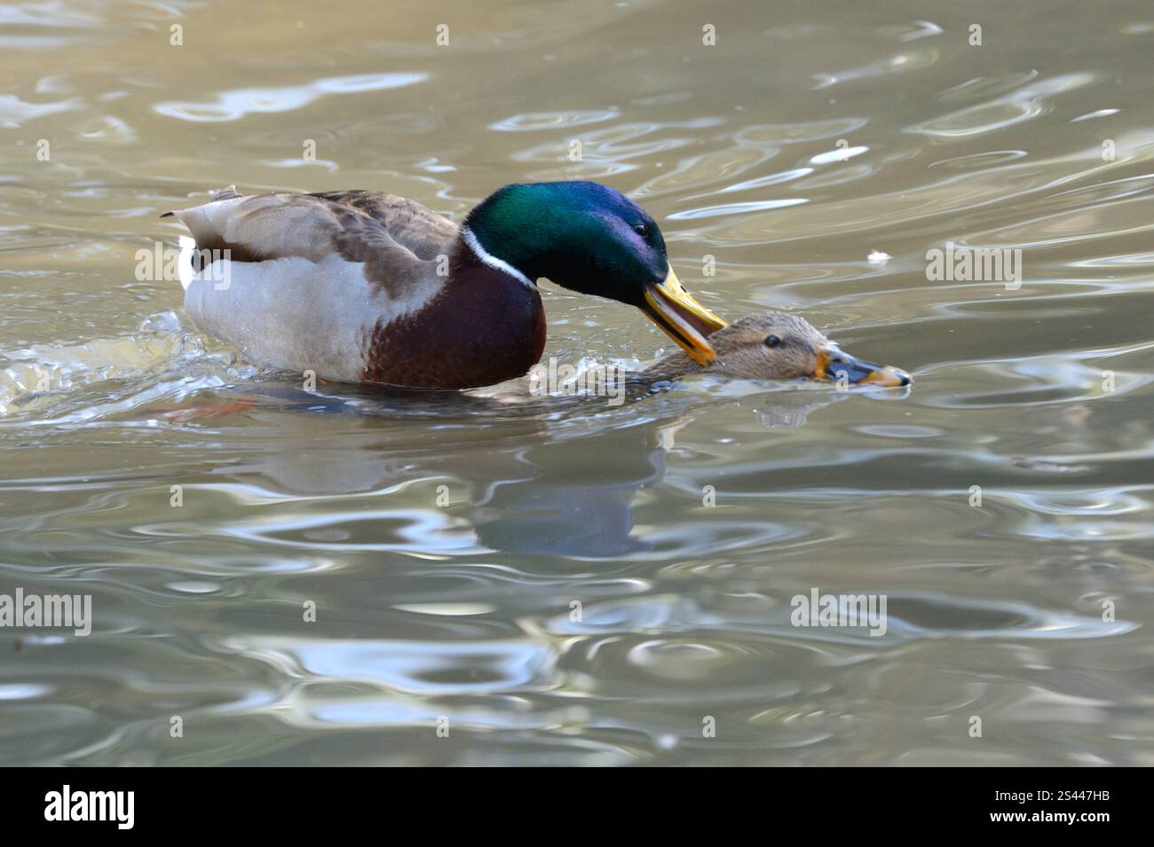 2 Leurres Canards Colvert Flottants Réalistes – Pour Chasse Ou Effarouchement