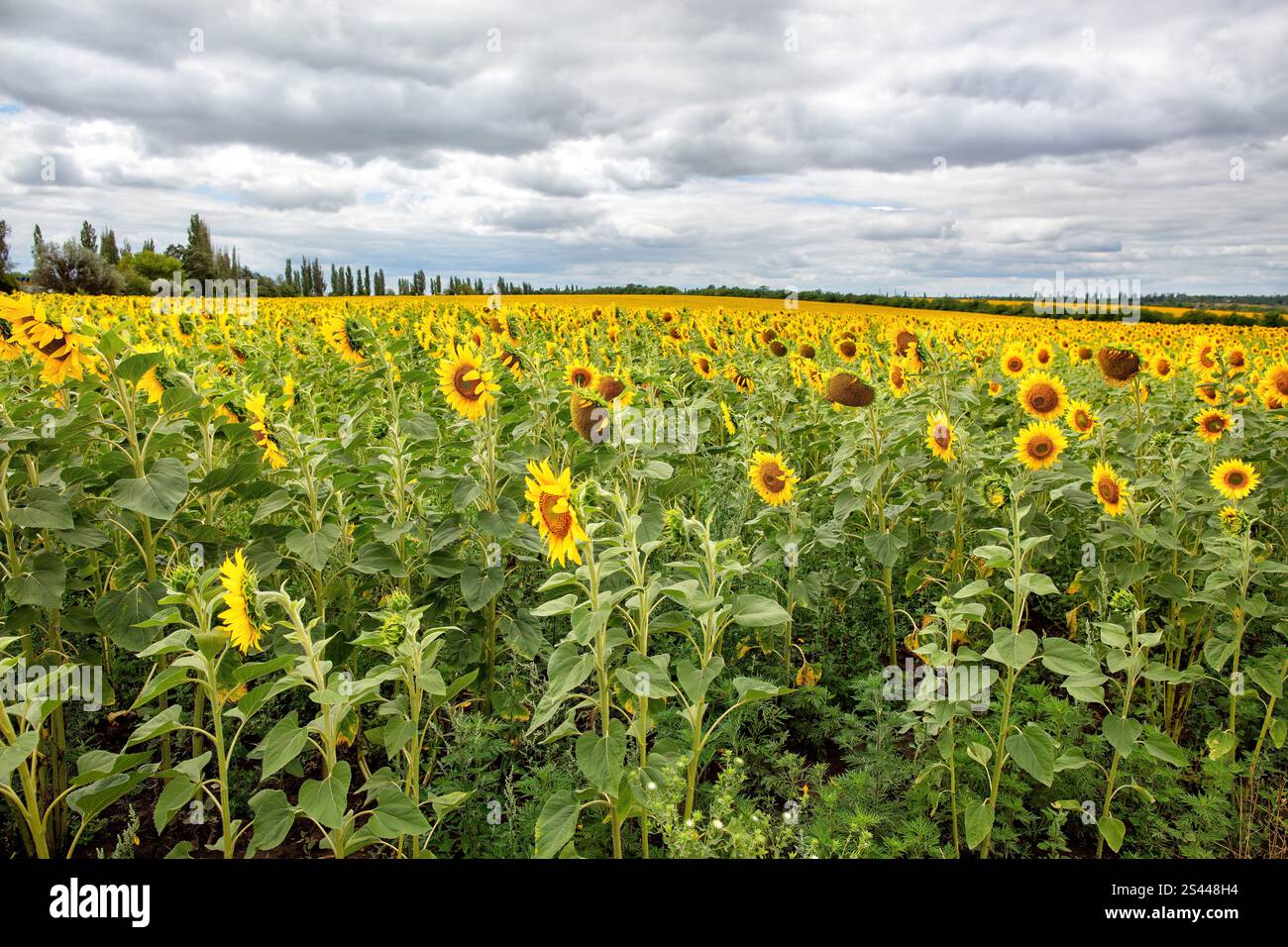 Sunflower field stretches under a cloudy sky during late summer in a ...