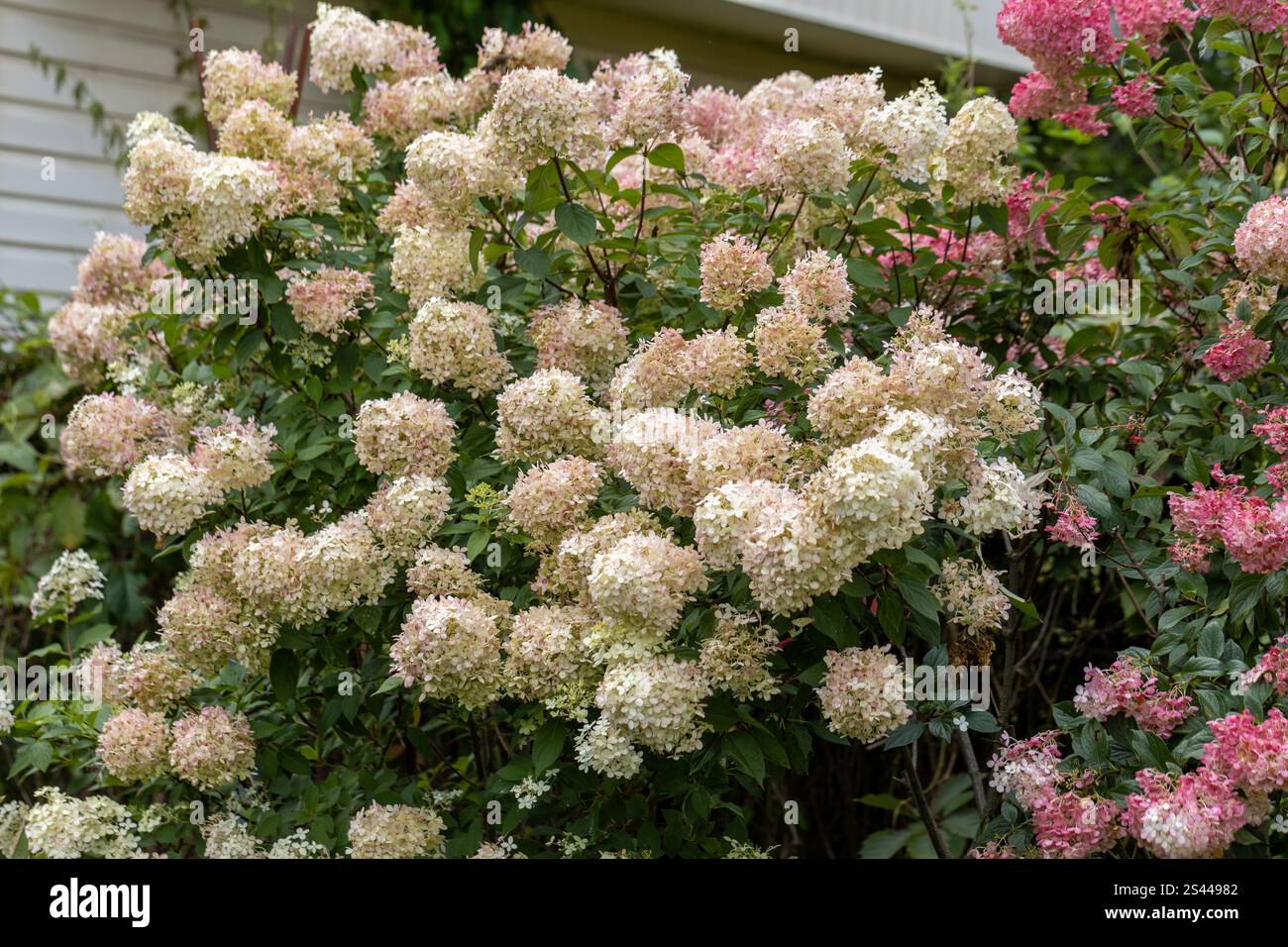 Hydrangea paniculata Vanille Fraise on a stem Stock Photo