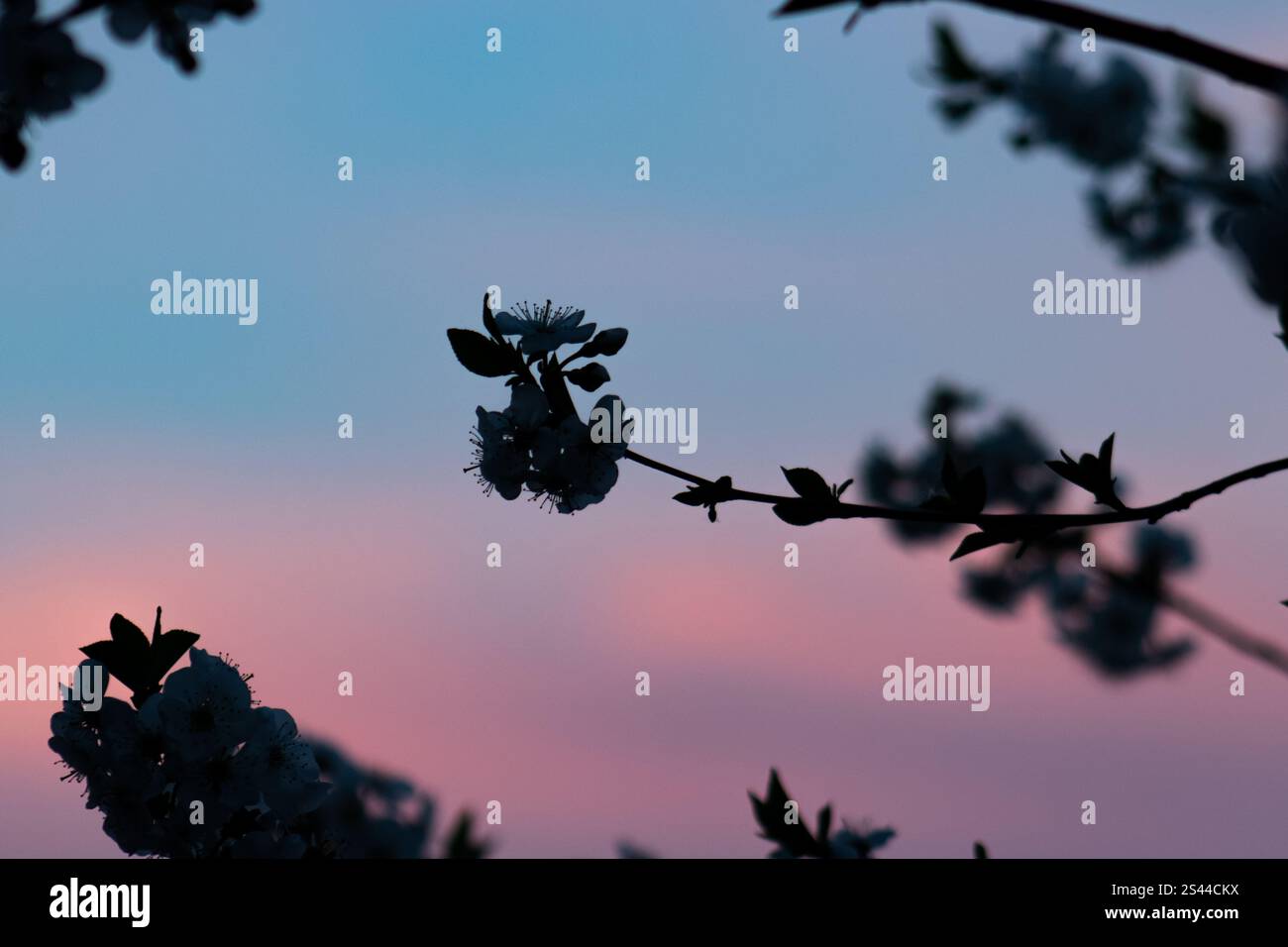 Cherry blossom tree silhouette hi-res stock photography and