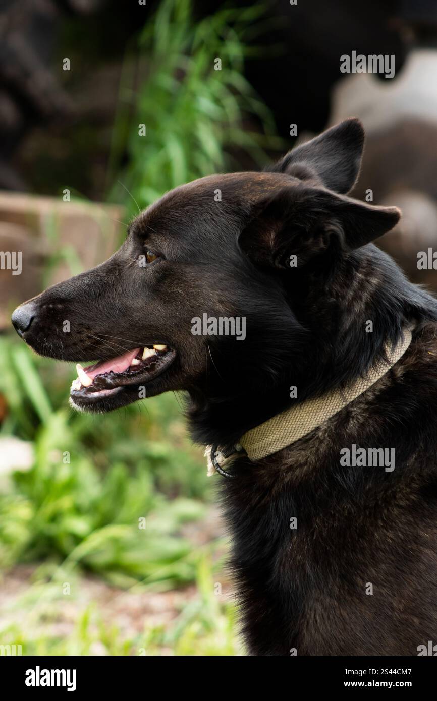 Close-up of a large black dog's face in profile, highlighting its sharp features, glossy fur, and expressive eyes. A striking portrayal of canine stre Stock Photo