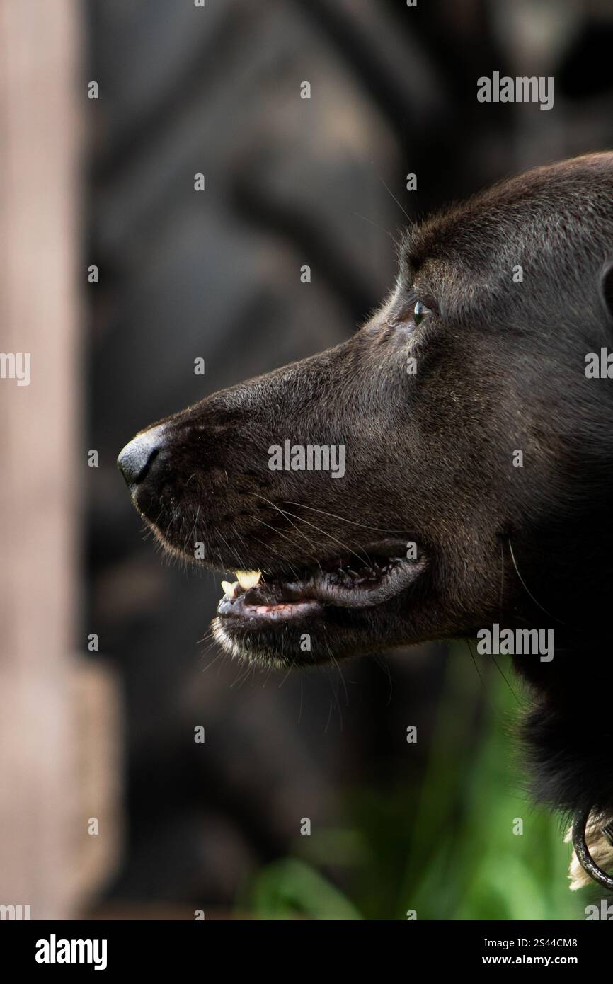 Close-up of a large black dog's face in profile, highlighting its sharp features, glossy fur, and expressive eyes. A striking portrayal of canine stre Stock Photo