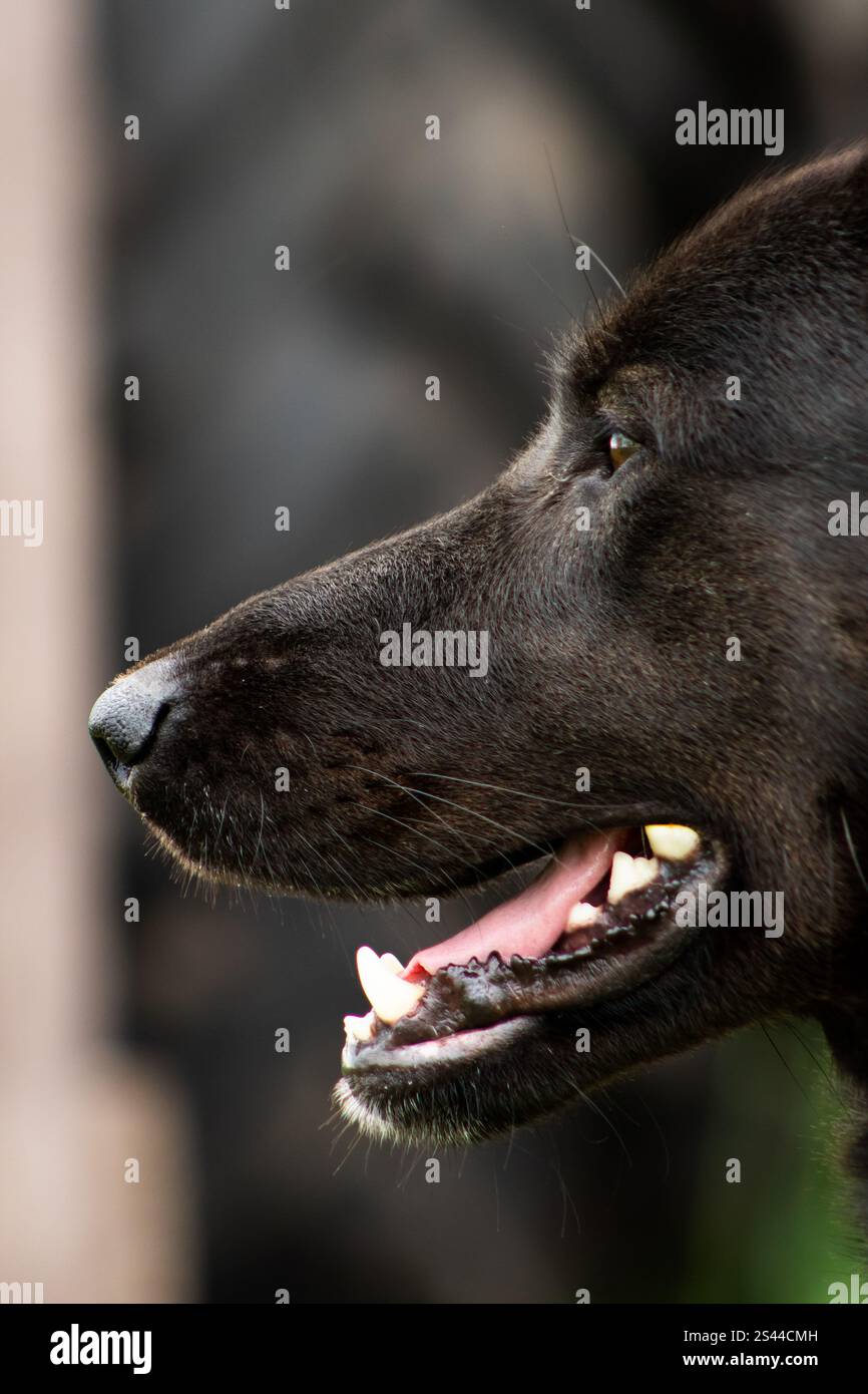 Close-up of a large black dog's face in profile, highlighting its sharp features, glossy fur, and expressive eyes. A striking portrayal of canine stre Stock Photo