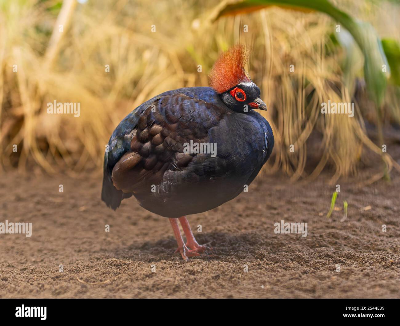 Roul hi-res stock photography and images - Alamy