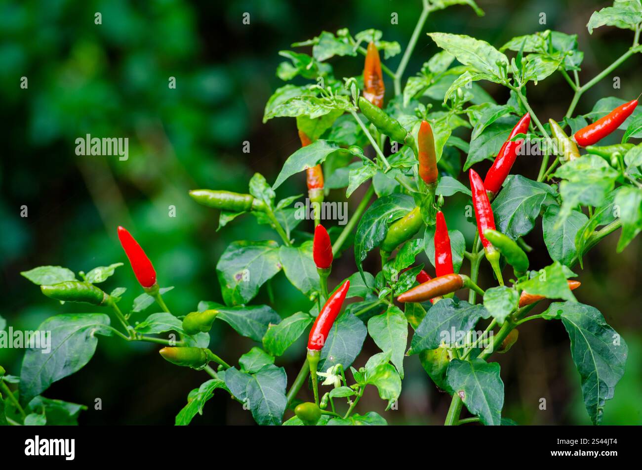 Extremely spicy red chili with blurred nature background Stock Photo