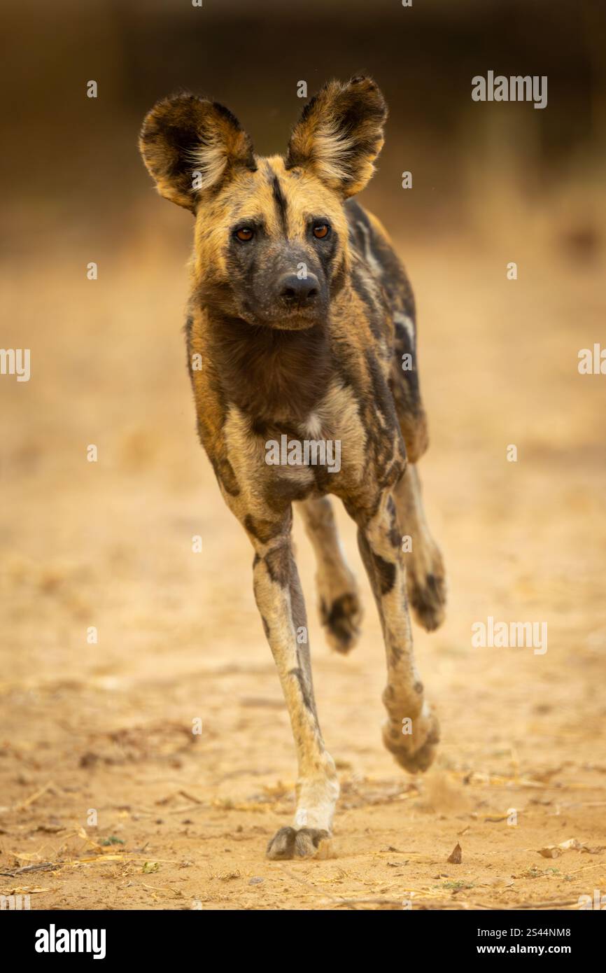 An African wild dog leans over while running towards the camera on a sandy track. It has a black, white and brown coat with large ears. Shot with a Ni Stock Photo