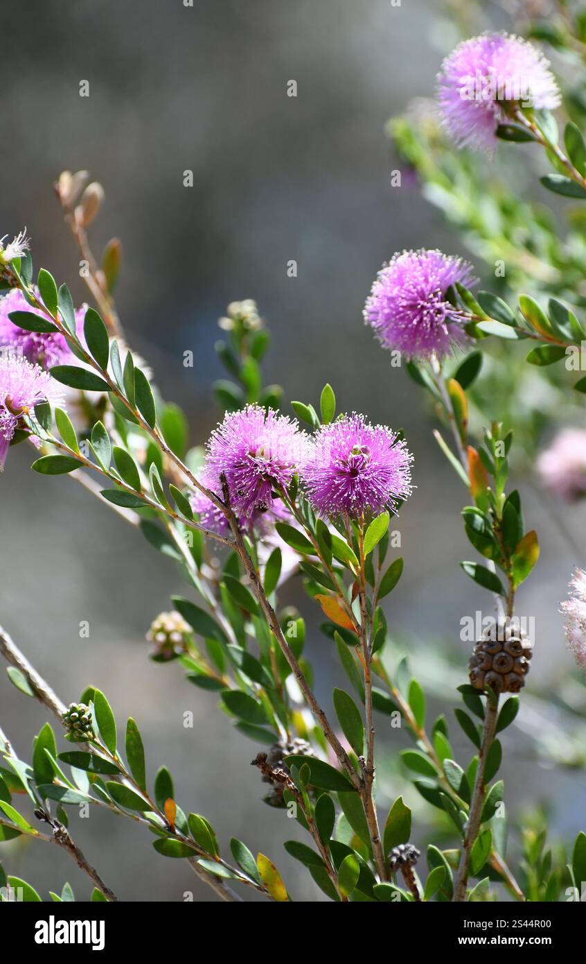 Purple pompom flowers of the Australian native Showy Honey Myrtle, Melaleuca nesophila, family Myrtaceae. Endemic to southwest coast of WA Stock Photo