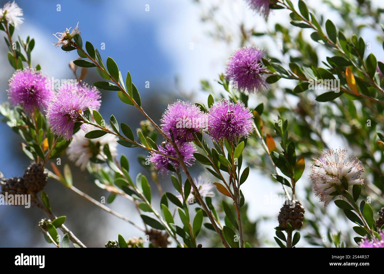 Purple pompom flowers of the Australian native Showy Honey Myrtle, Melaleuca nesophila, family Myrtaceae. Endemic to southwest coast of WA Stock Photo