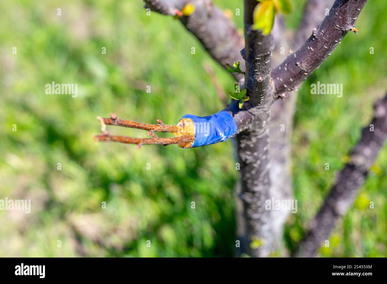Grafted fruit tree by the cleft method in early spring. Cultivation and ...