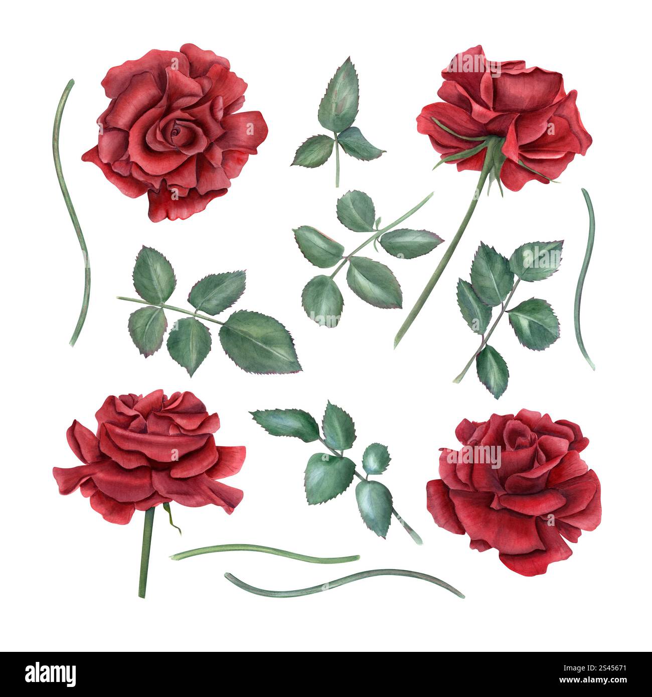 Dark red roses, stems and green leaves clip art Watercolor illustration ...