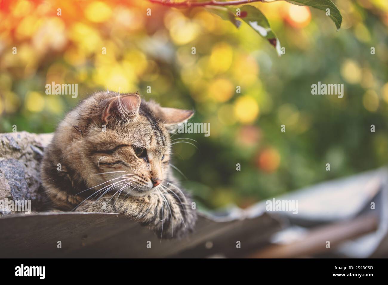 Cute cat lying down relaxing hi-res stock photography and images - Alamy