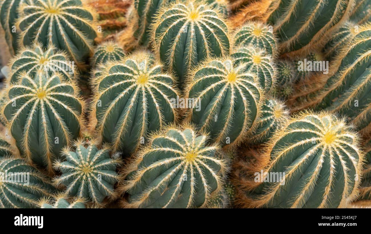 Balloon cactus hi-res stock photography and images - Alamy
