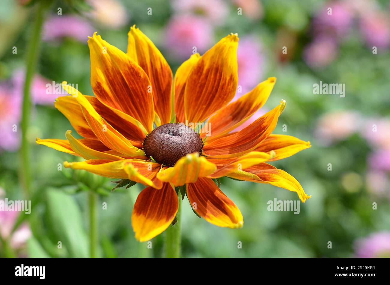 Fall Rudbeckia Close-up of Rudbeckia hirta, 'Autumn Forest' Black-Eyed Susan ...