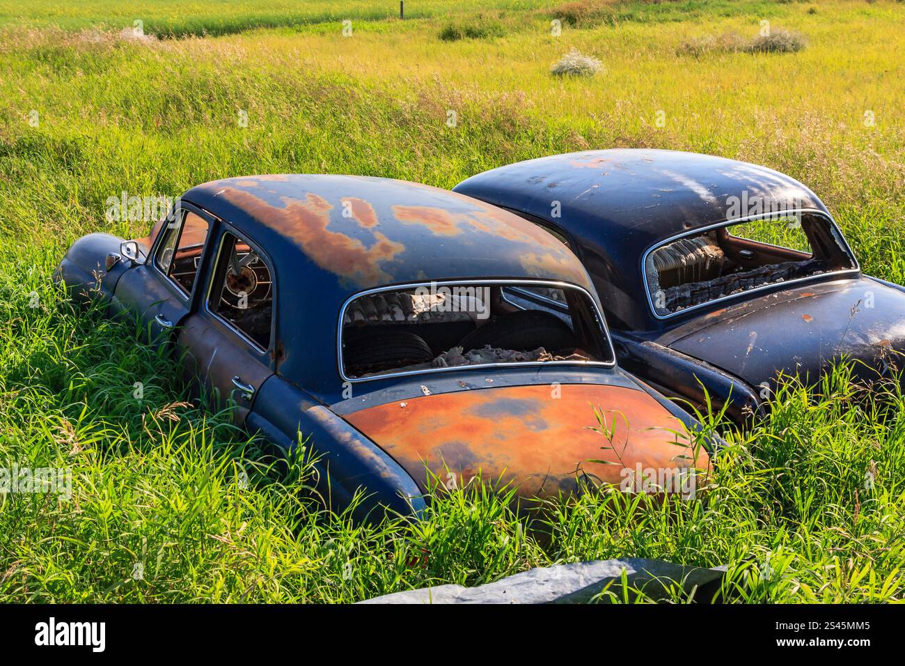 Two old cars are sitting in a grassy field. One is black and the other ...