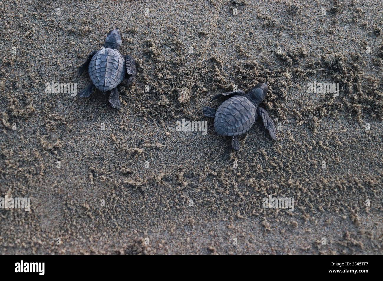 Maria Turtle Oaxaca, Mexico. 09th Jan, 2025. Olive Ridley turtles are seen during ...