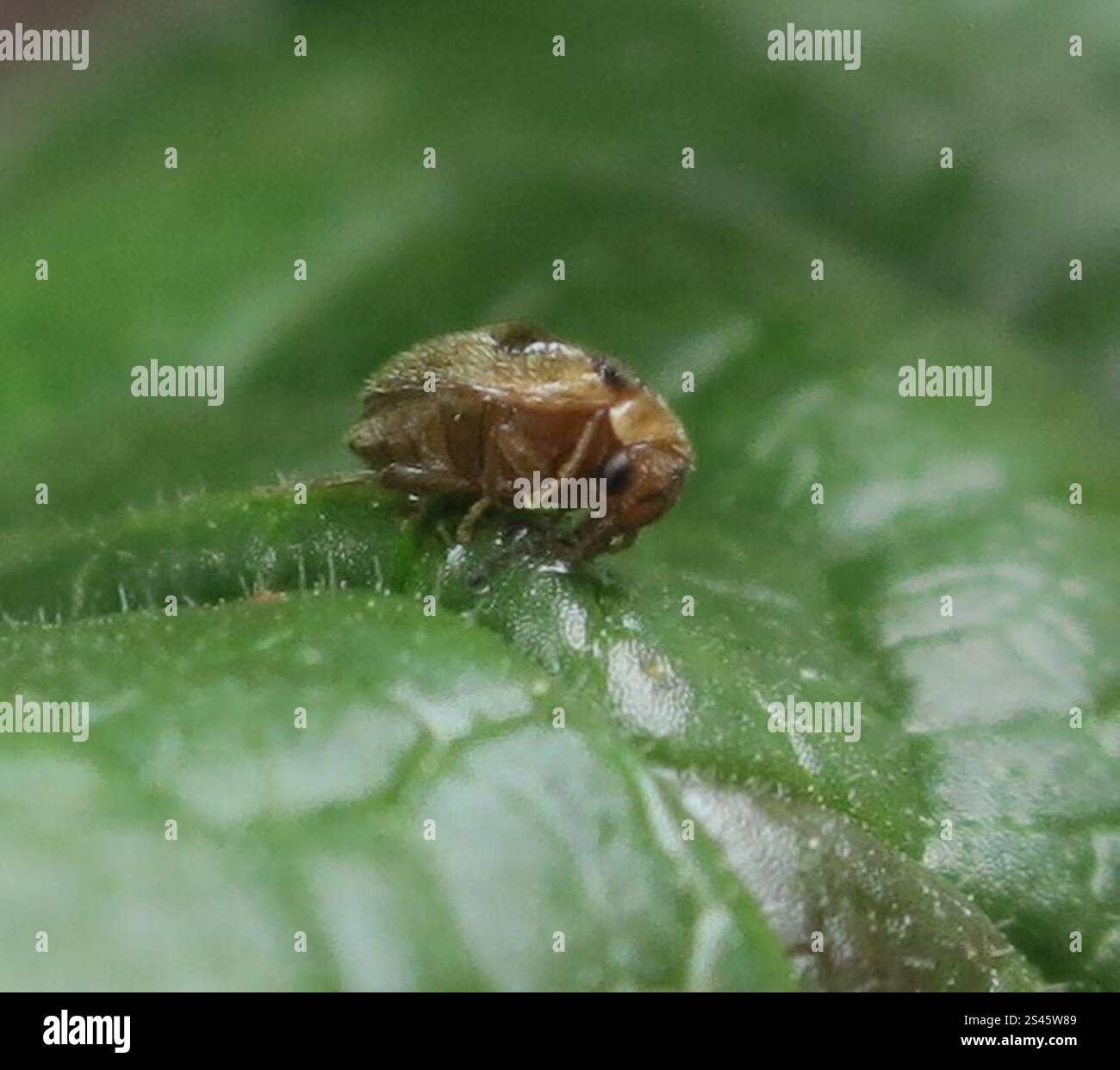 Marsh Beetles (Scirtidae Stock Photo - Alamy