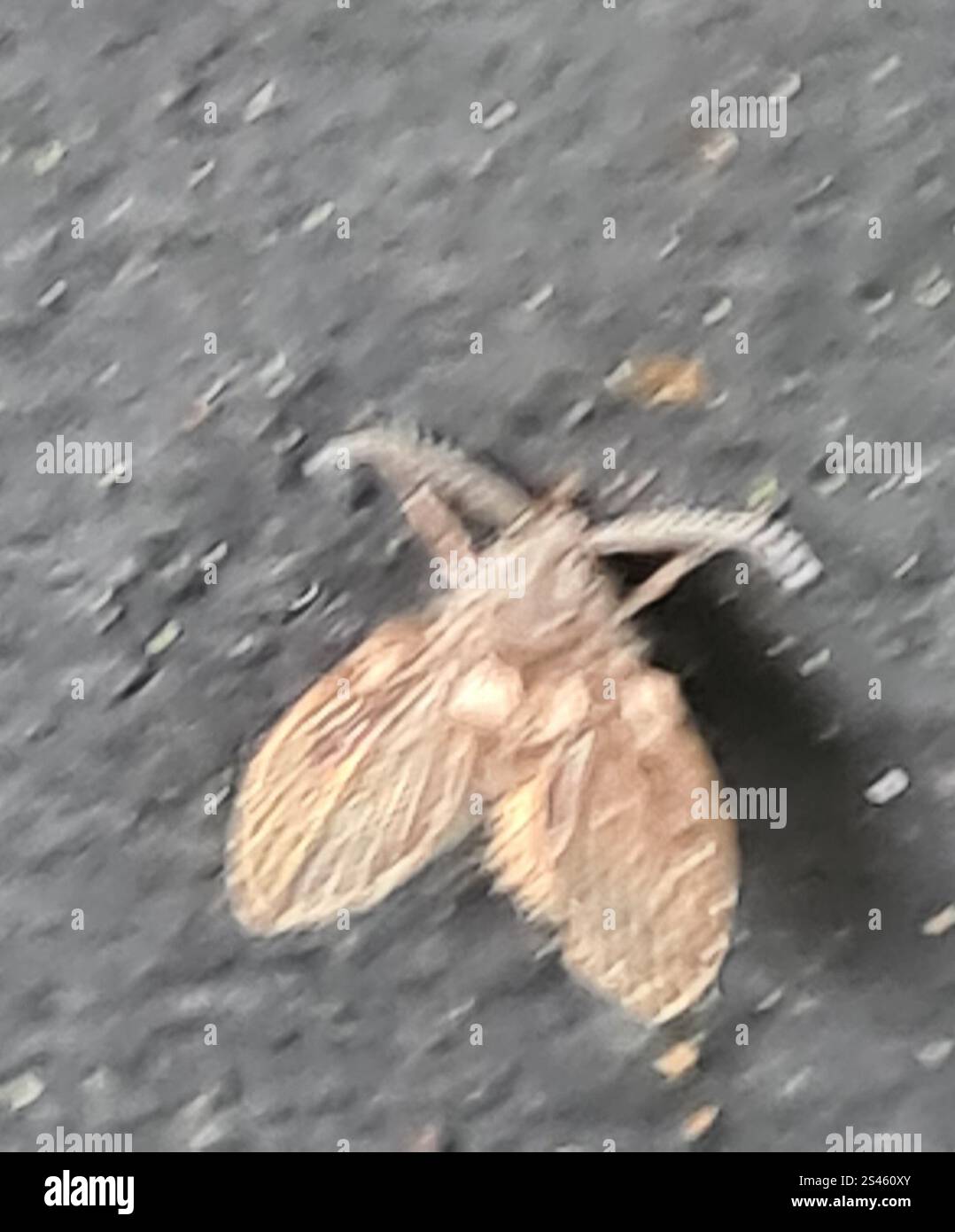 Bathroom Moth Fly (Clogmia albipunctata Stock Photo - Alamy