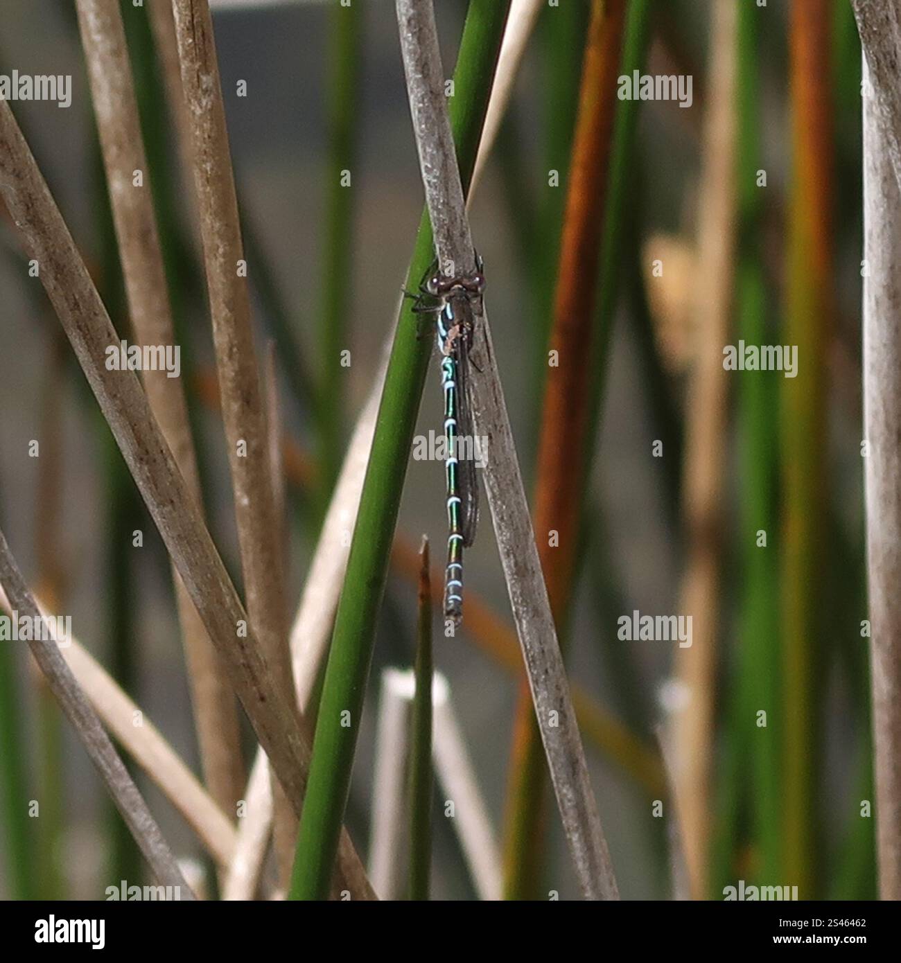 Cup Ringtail (Austrolestes psyche Stock Photo - Alamy