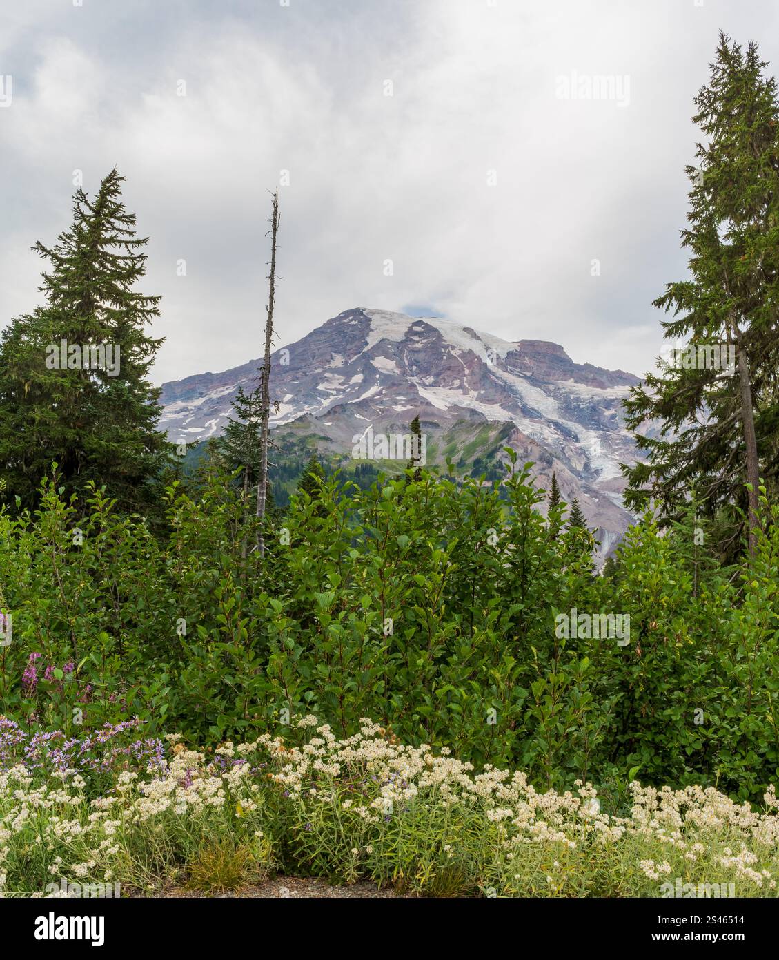 The iconic glaciated peak of Mt. Rainier as seen with wildflowers in ...