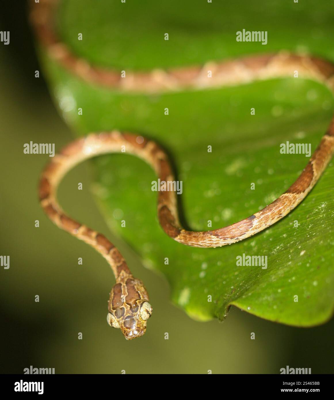 Common Blunt-headed Tree Snake (Imantodes cenchoa Stock Photo - Alamy