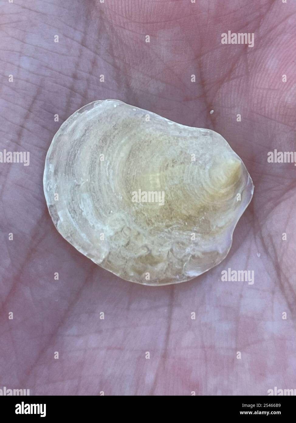 Common Jingle (Anomia simplex Stock Photo - Alamy