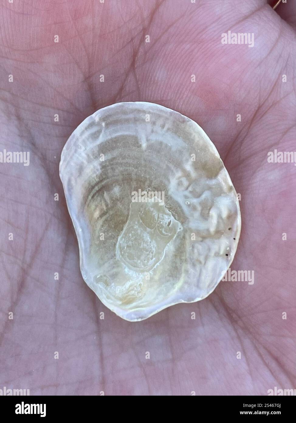 Common Jingle (Anomia simplex Stock Photo - Alamy
