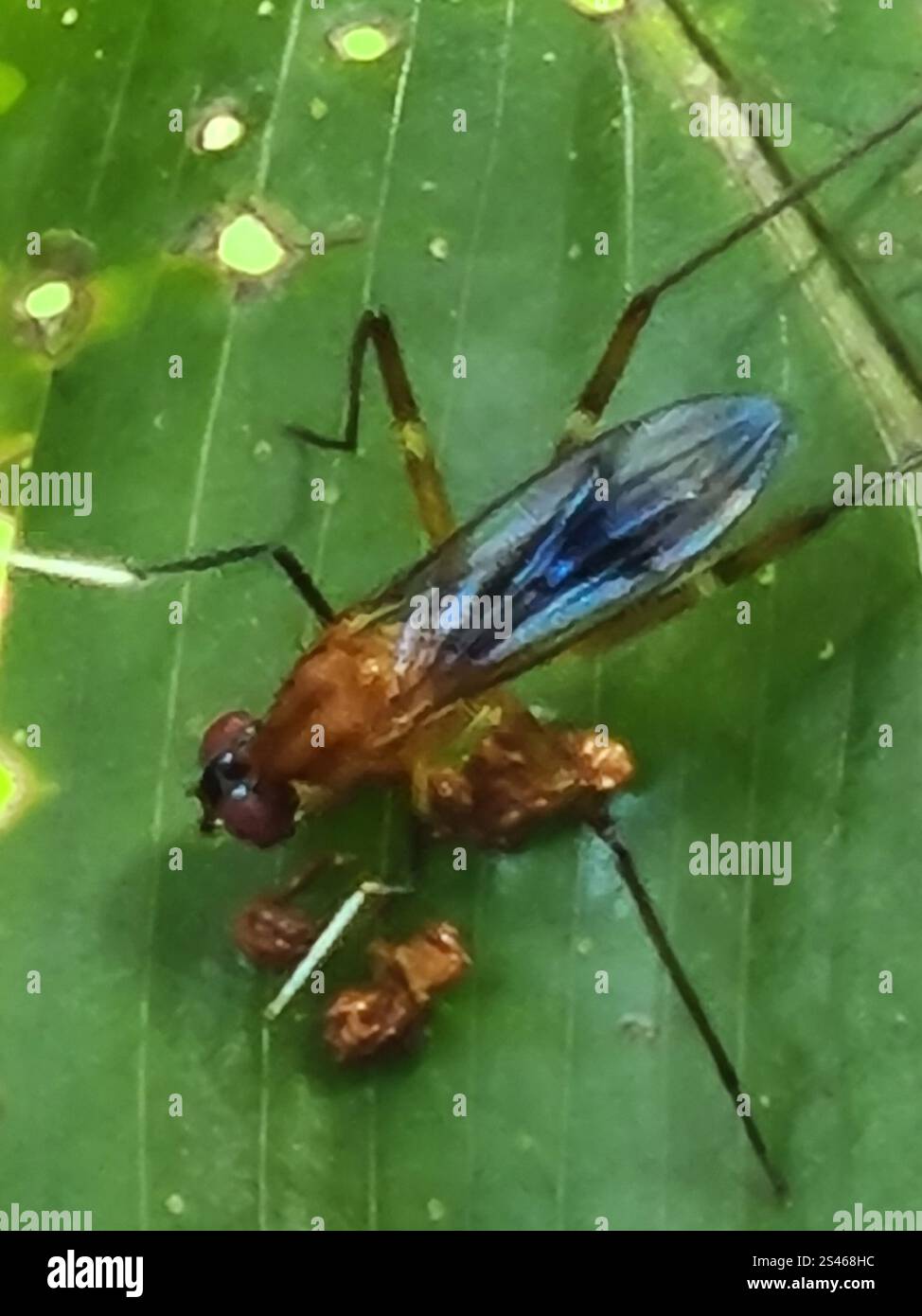 Micropezidae Stilt-legged Flies (Micropezidae Stock Photo - Alamy