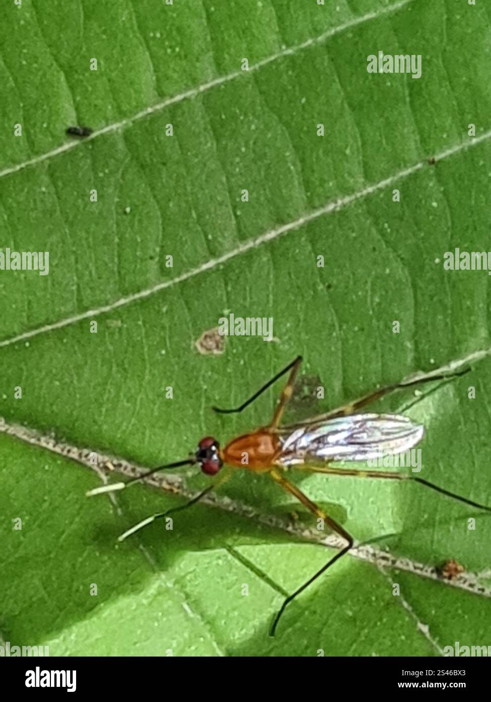 Micropezidae Stilt-legged Flies (Micropezidae Stock Photo - Alamy