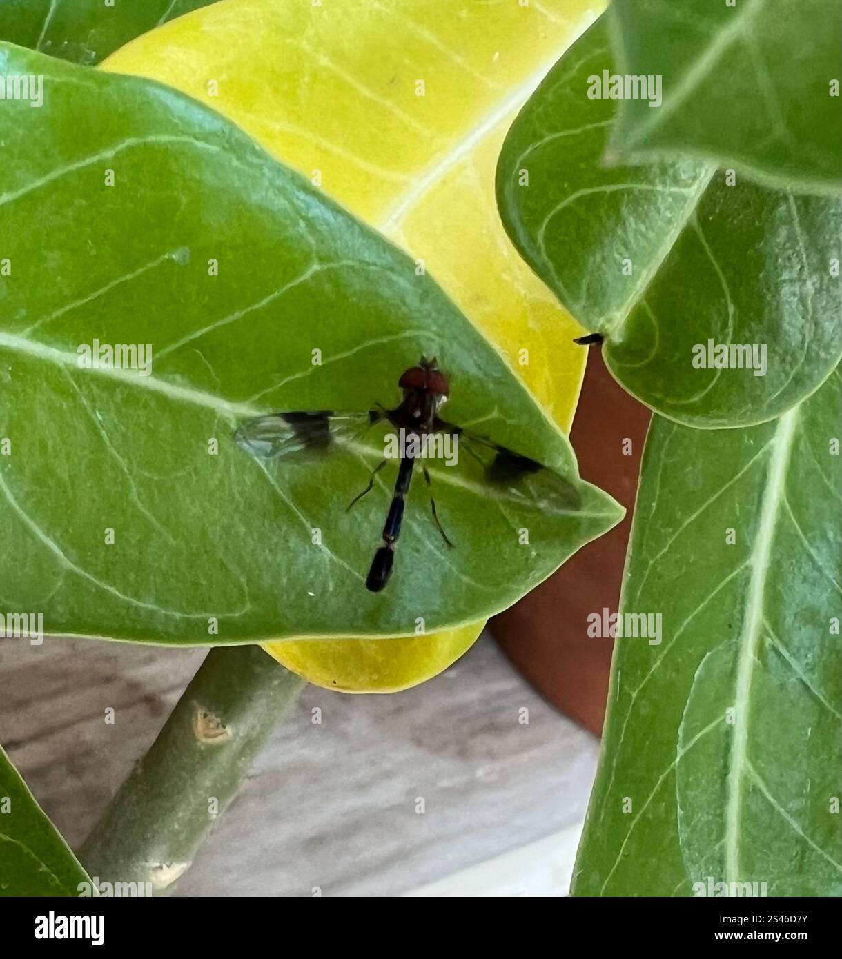 Eastern Band-winged Hover Fly (Hypocritanus fascipennis Stock Photo - Alamy