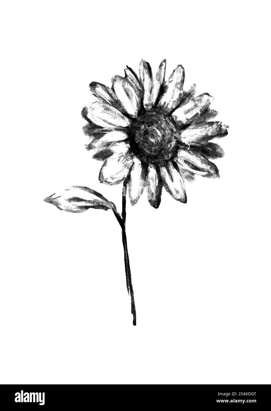 Illustration of pencil drawn flower isolated on white background Stock ...