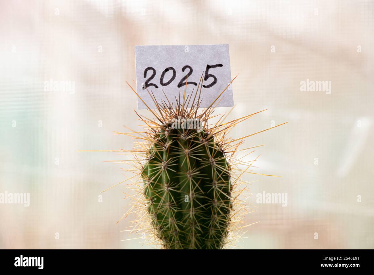 A paper card with the inscription 2025 stands on a prickly cactus on the window, Happy New Year Stock Photo